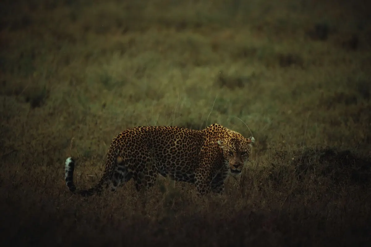 African leopard sprinting across the savannah at sunset — Ingwe Africa Safaris Blog
