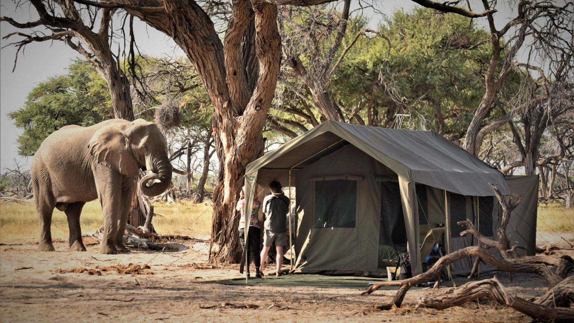 Budget East Africa Safari Under $2000: Complete 2026 Guide