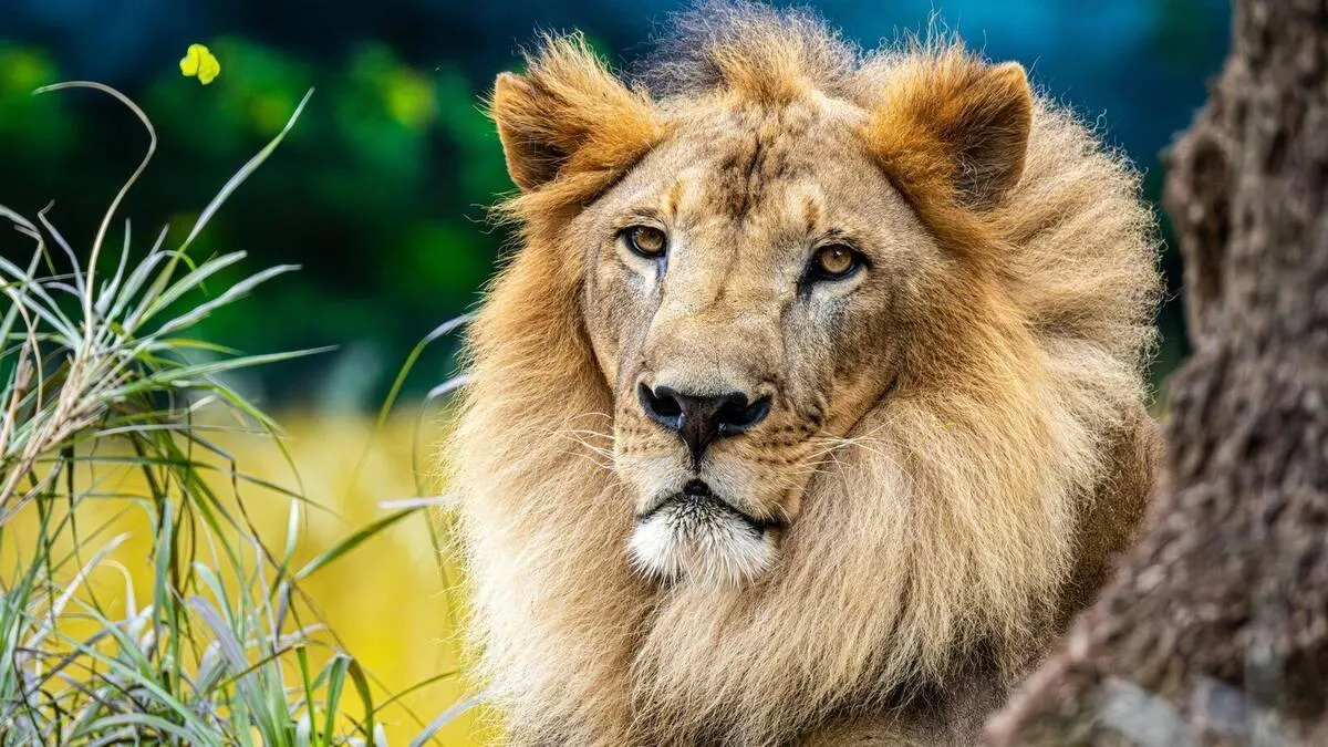 Where to See Lions in Africa 2026 — 10 Best Safari Destinations for Lion Sightings