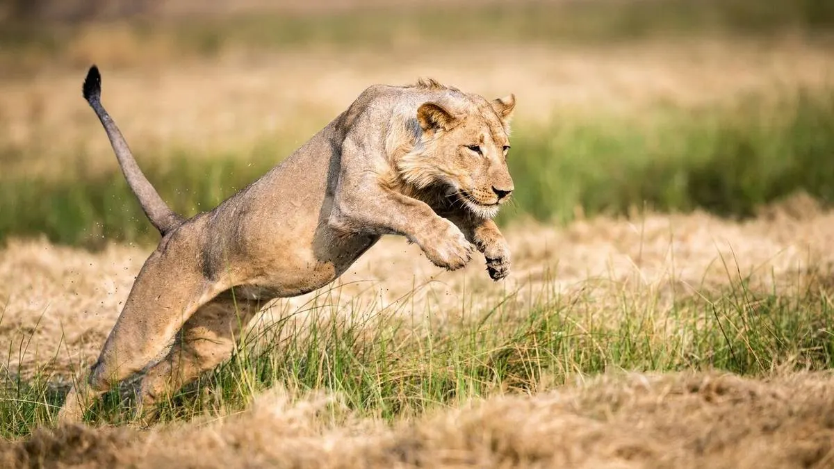 Golden Hour Safari Photography: Capture Stunning Wildlife Shots