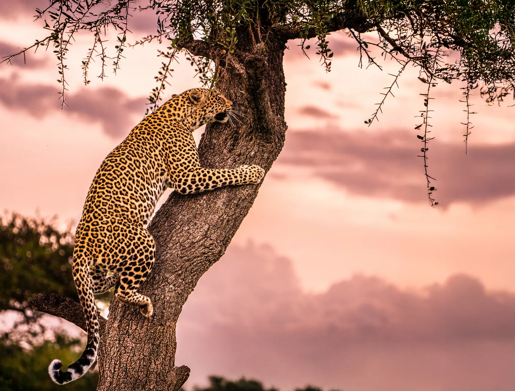 Kruger National Park safari destination — The Big Five capital of the world — Africa's most iconic safari destination