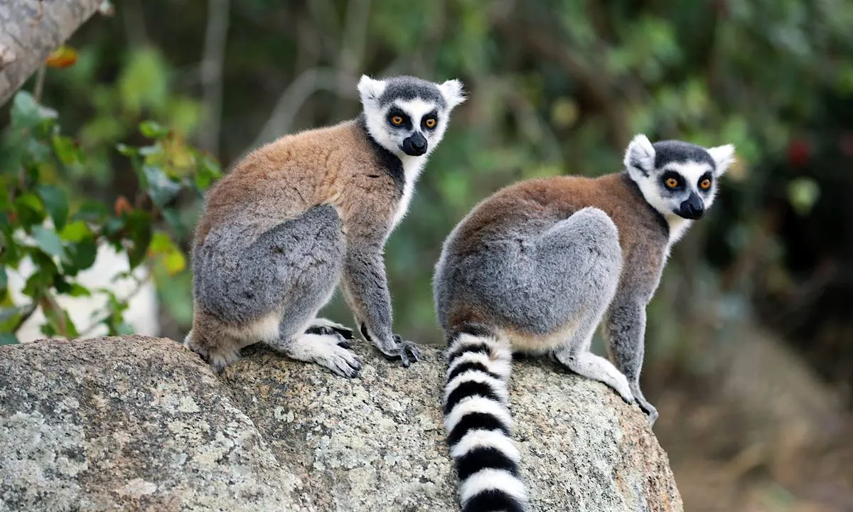 Madagascar Travel Guide 2026 — Lemurs, Baobabs, Weather & Best Time to Visit