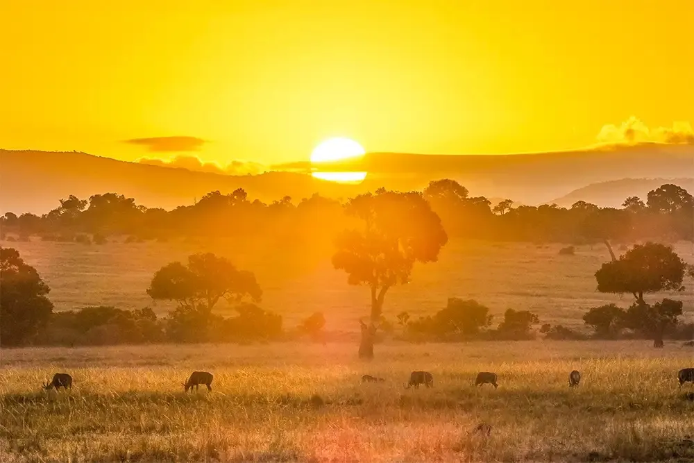 Masai Mara safari — Kenya's jewel — where the Great Migration meets iconic African savanna