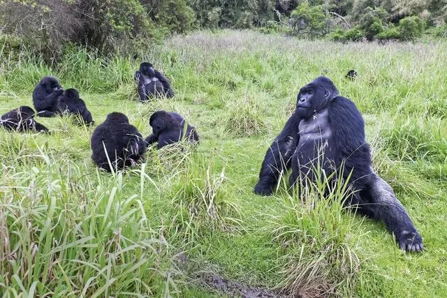 Rwanda Gorilla Trekking — Volcanoes National Park