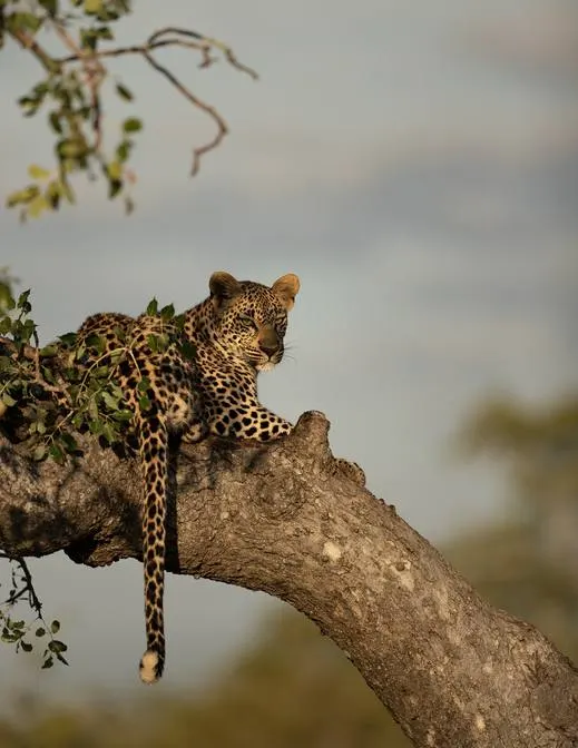 Sabi Sands Leopard Tracking Safari — World's Best Leopard Sightings — Sabi Sands, Greater Kruger