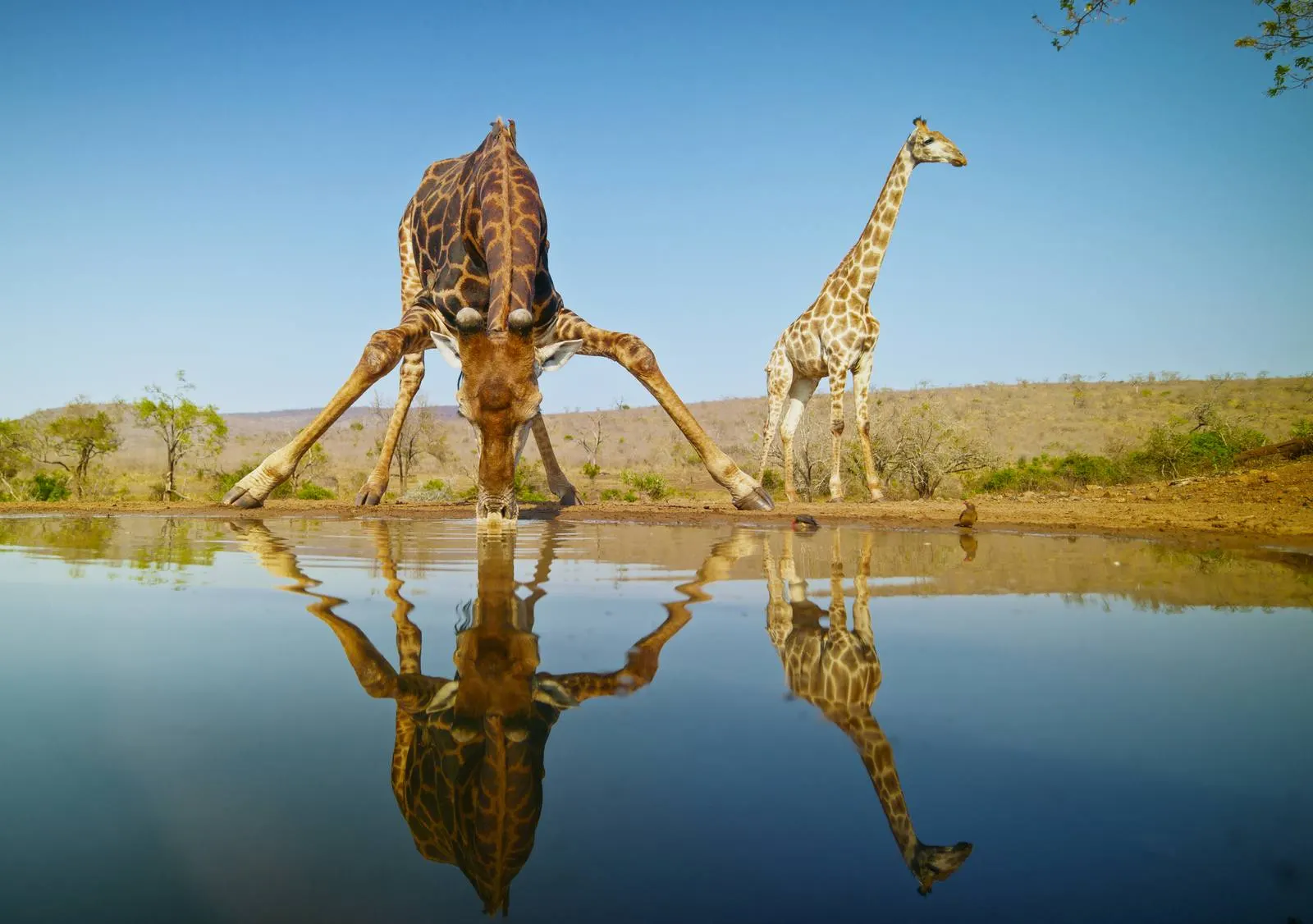The 15 Best African Safaris in 2026: The Ultimate Guide to Private, Luxury, Honeymoon & Family Experiences
