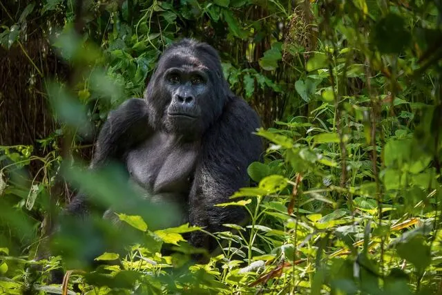 Uganda Safari Guide 2026 — Gorilla Trekking, Weather, Costs & Best Time to Visit