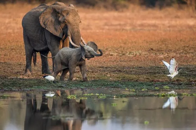 Zambia Safari Guide 2026 — South Luangwa, Lower Zambezi, Weather & Walking Safaris