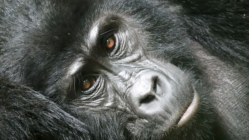 Uganda & Rwanda Gorilla Trekking — Walk With Giants