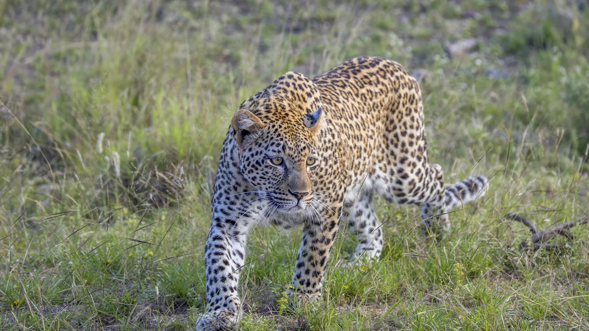 African leopard in the wild — Ingwe means leopard in Zulu