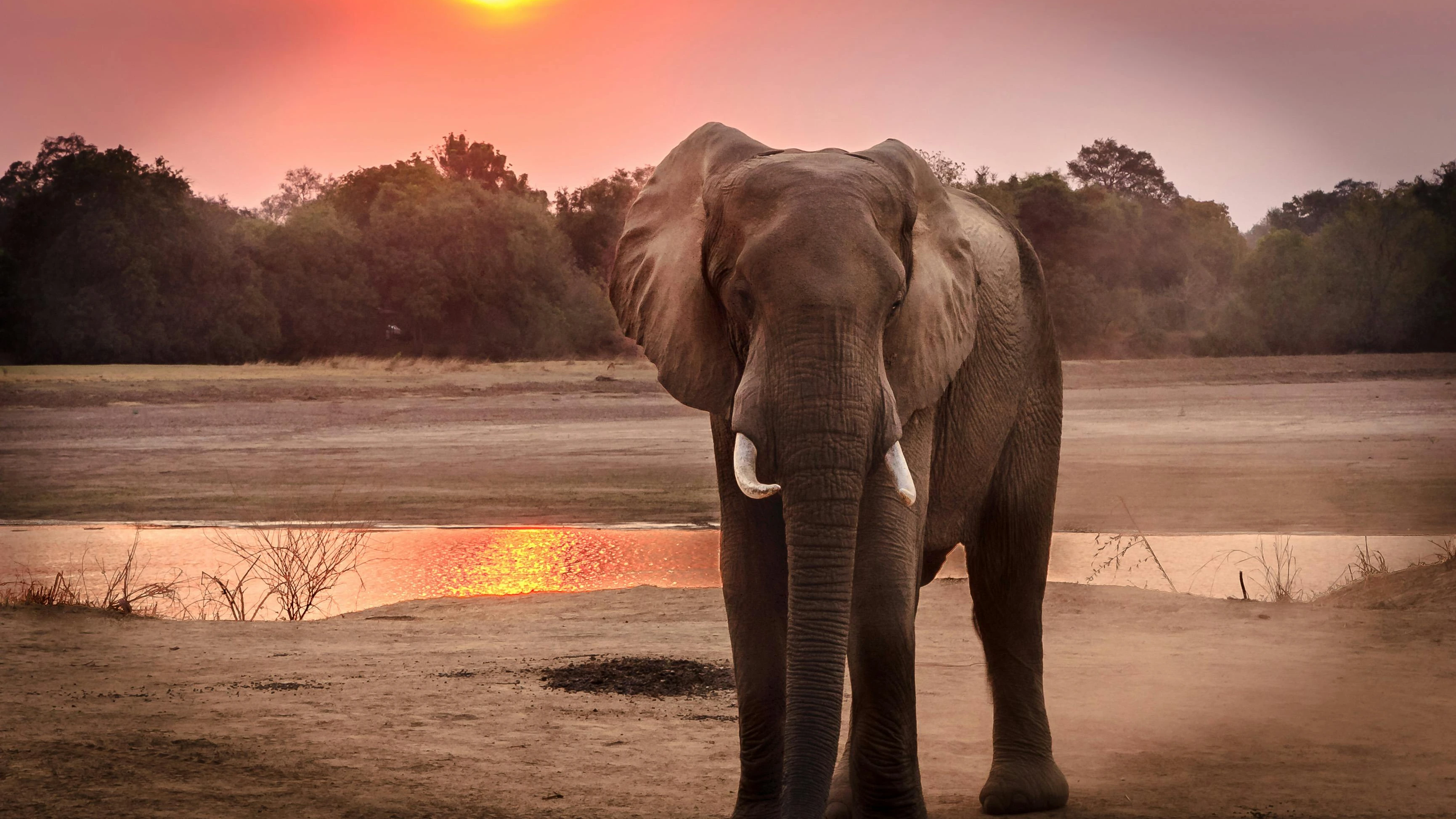 Best African safari tours — elephants at golden hour on the savanna