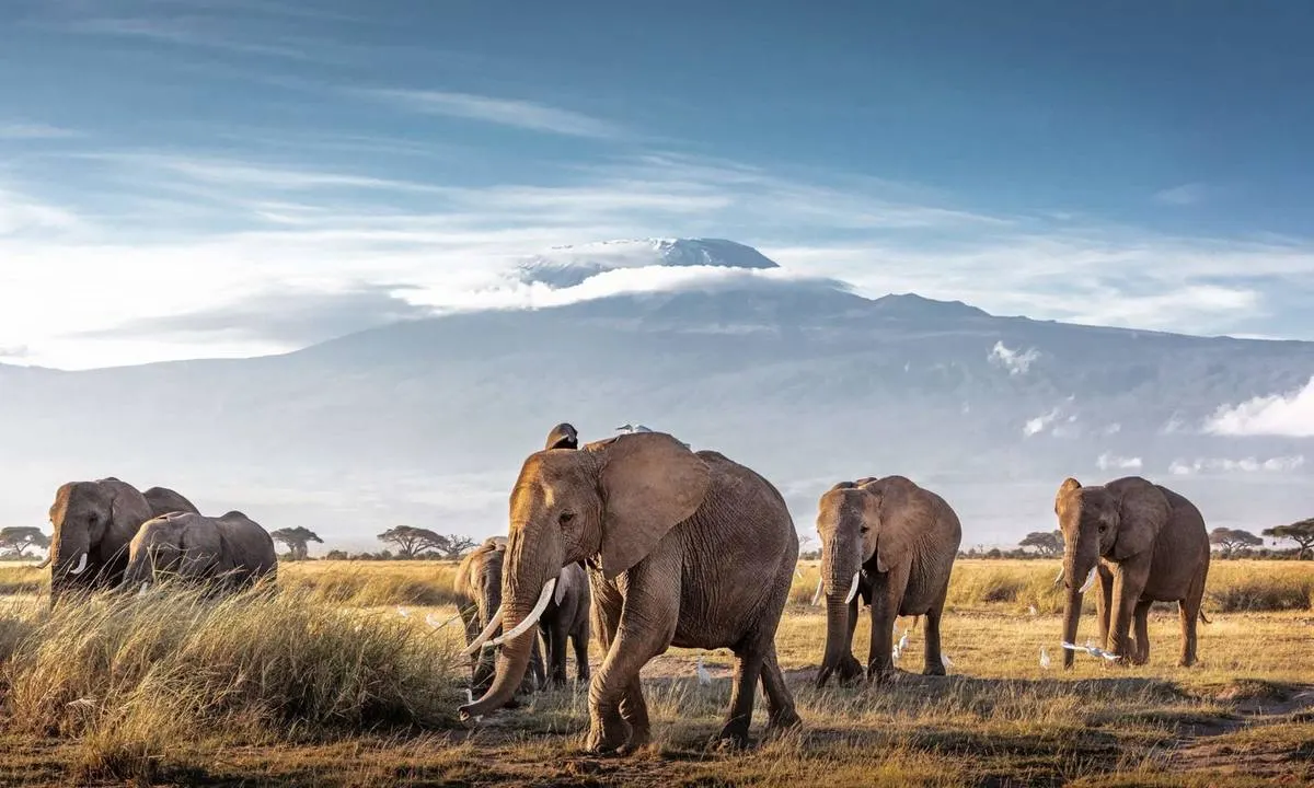 Amboseli Kilimanjaro Luxury Safari