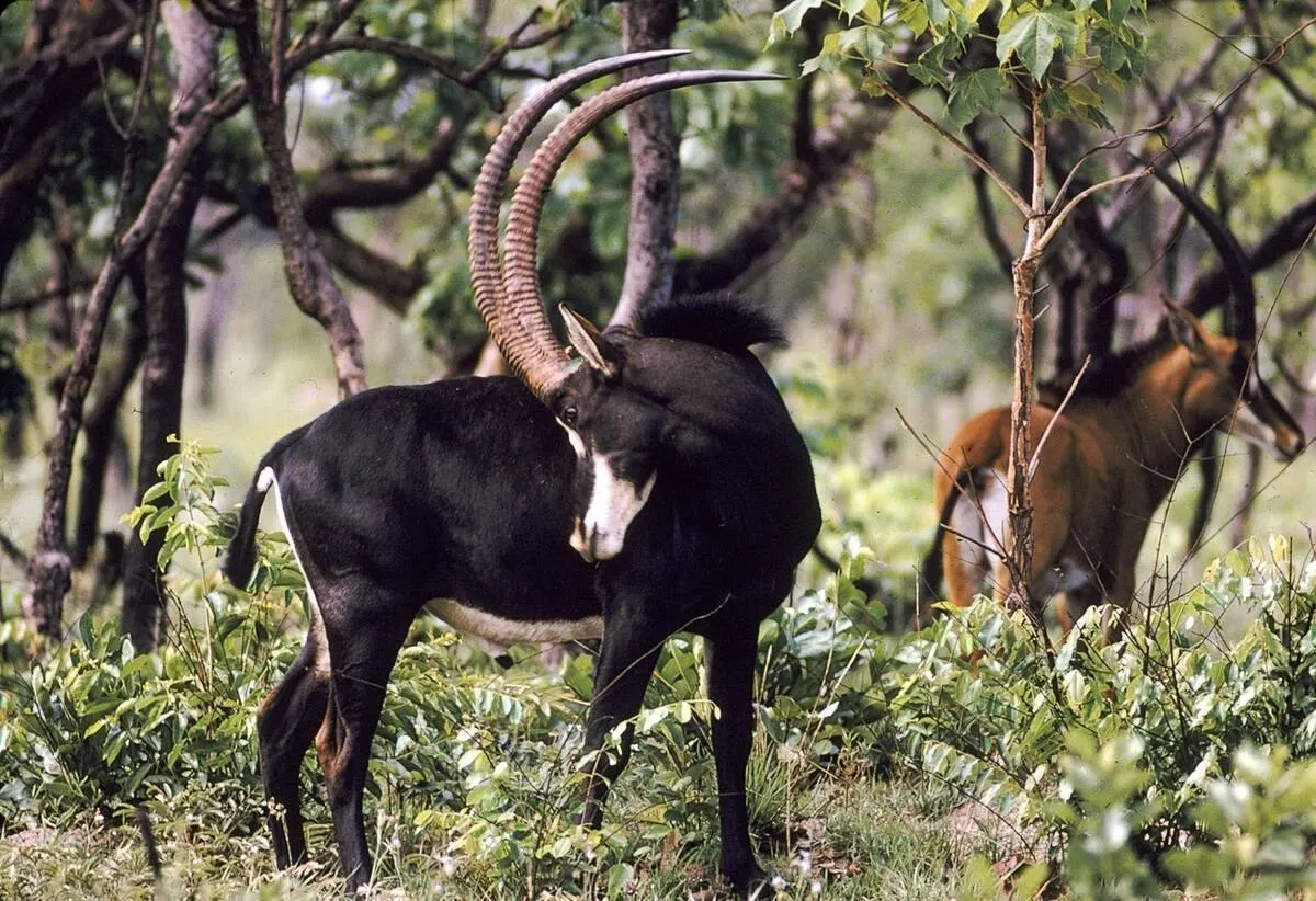 Giant Sable Antelope Expedition — Cangandala, Angola