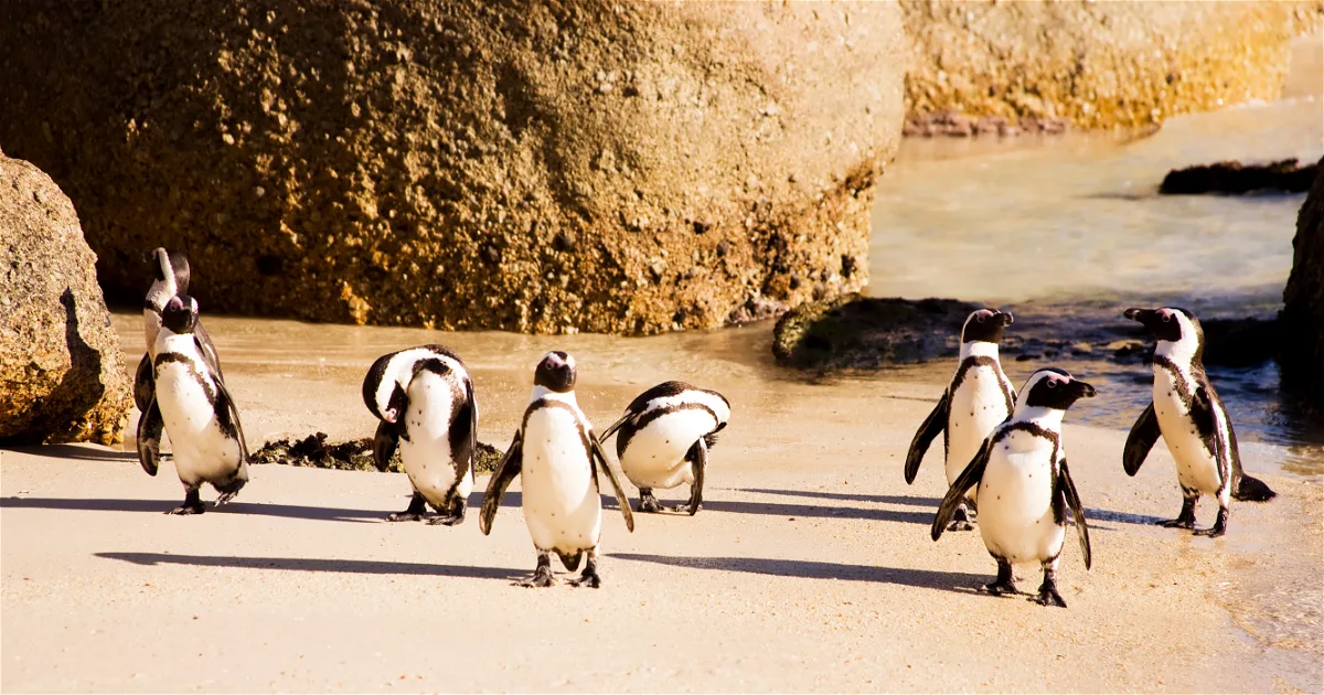 Boulders Penguins & Cape of Good Hope Half-Day Tour