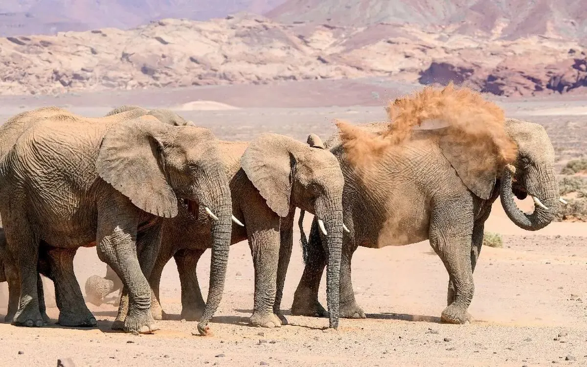 Damaraland Desert Elephants Safari