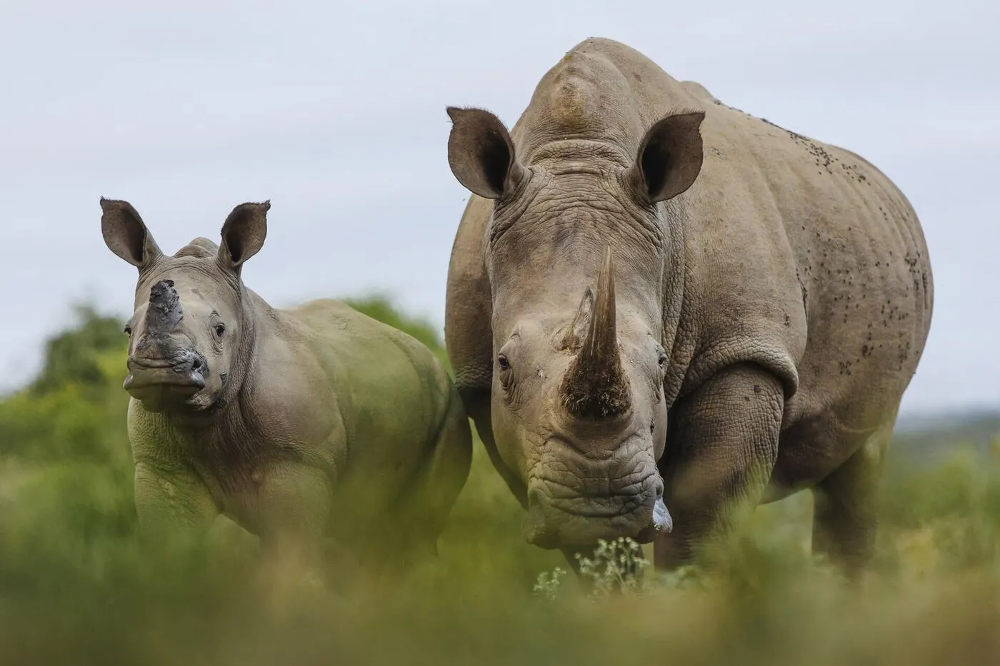Hluhluwe-iMfolozi Big Five Safari — Durban