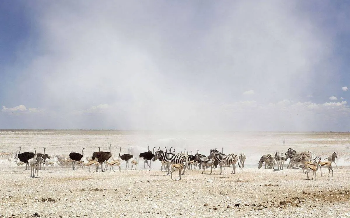 Etosha Big Five Safari