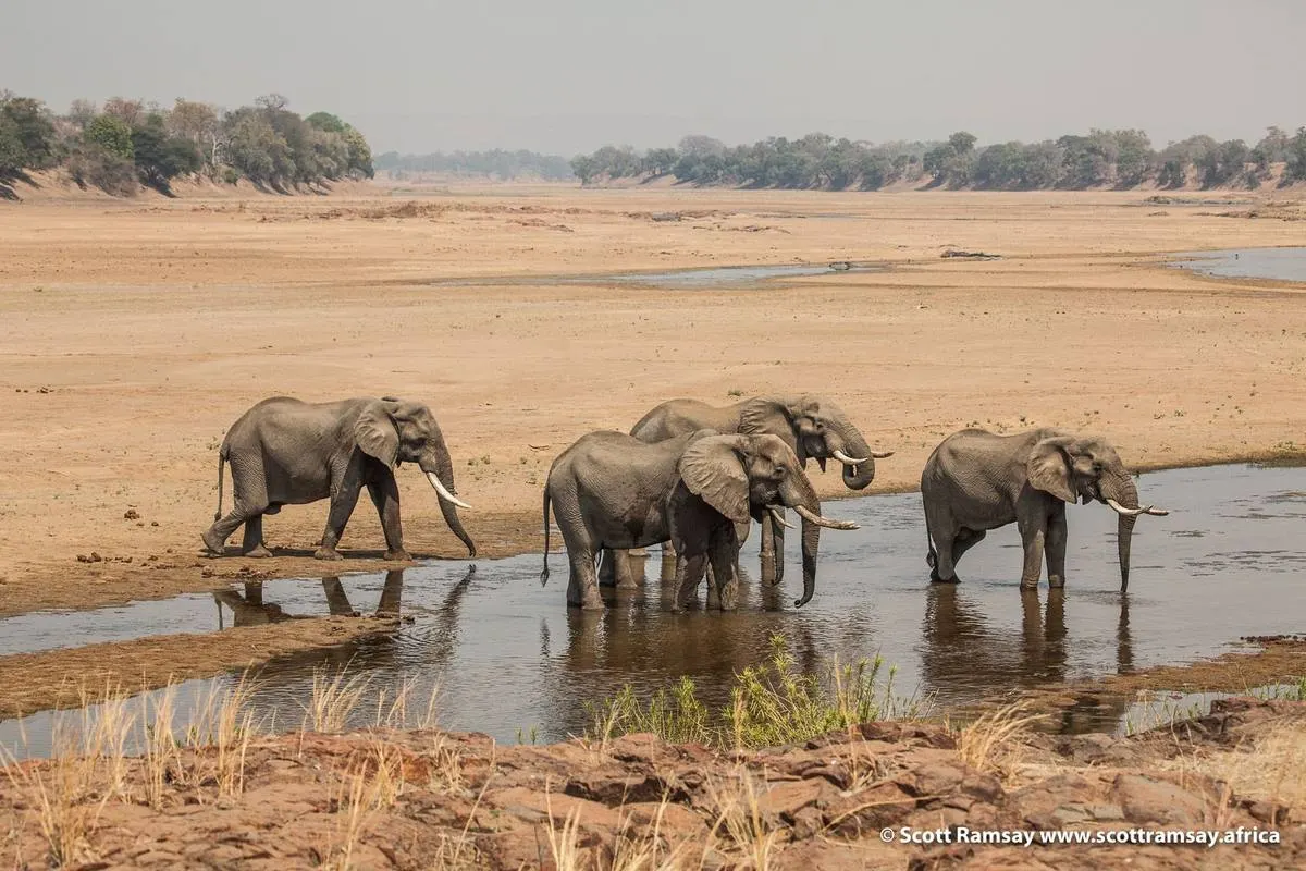 Gonarezhou Elephant Frontier Safari