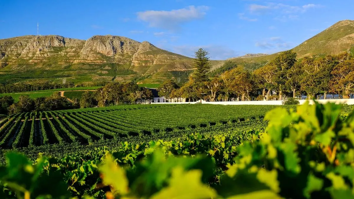 Cape Winelands Guide 2026 — Stellenbosch vs Franschhoek, Best Estates & Tasting Tips