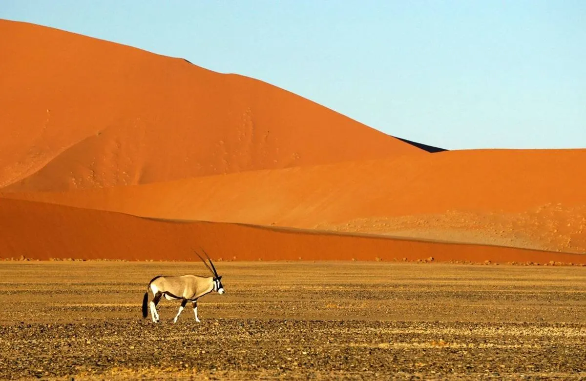 Kalahari Desert Experience