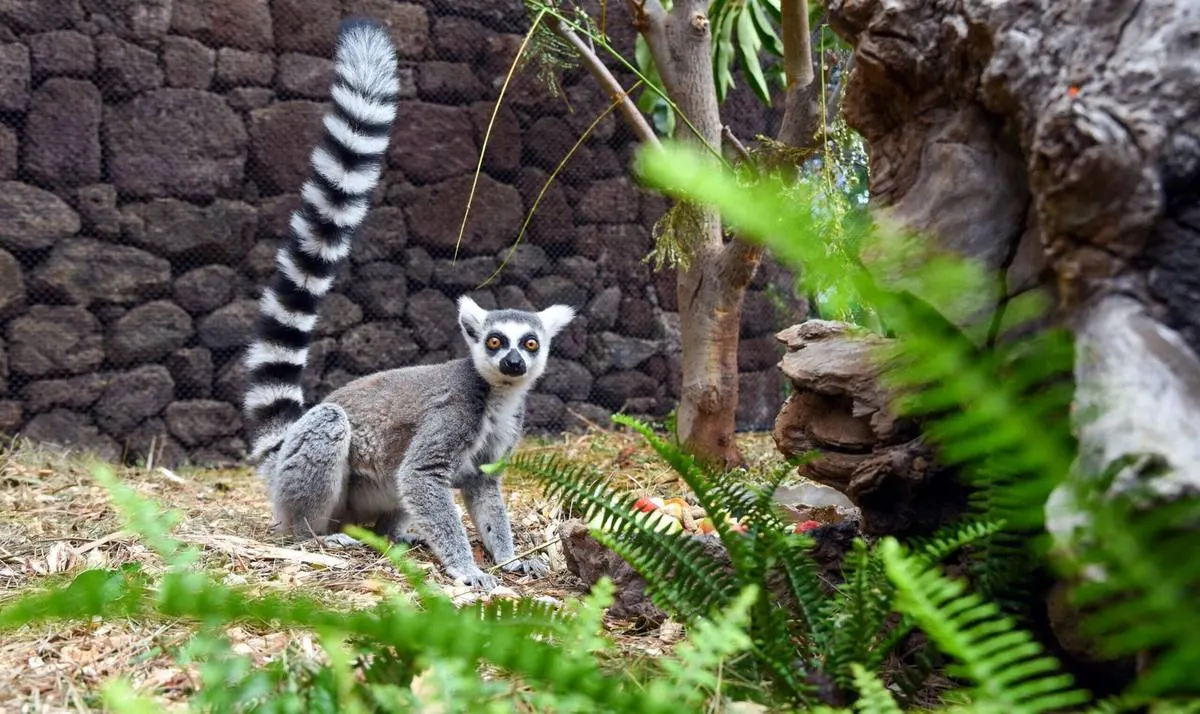 Madagascar Lemur & Baobab Explorer — 10-Day Wildlife Epic