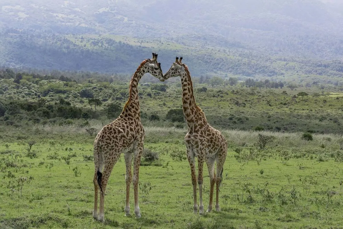 Meru Born Free Safari