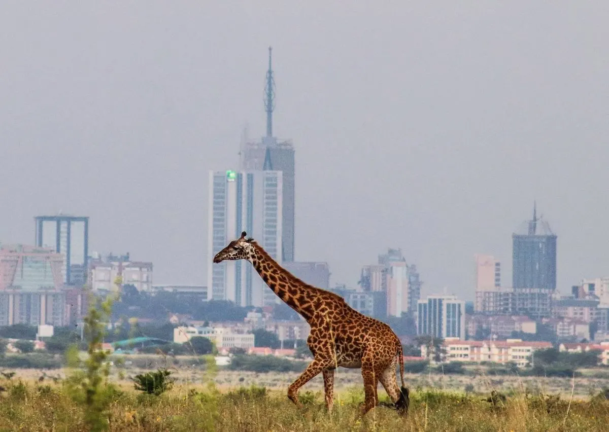 Nairobi City & Wildlife Experience