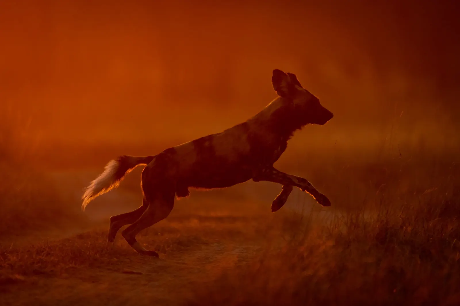 Painted Dog Conservation Safari