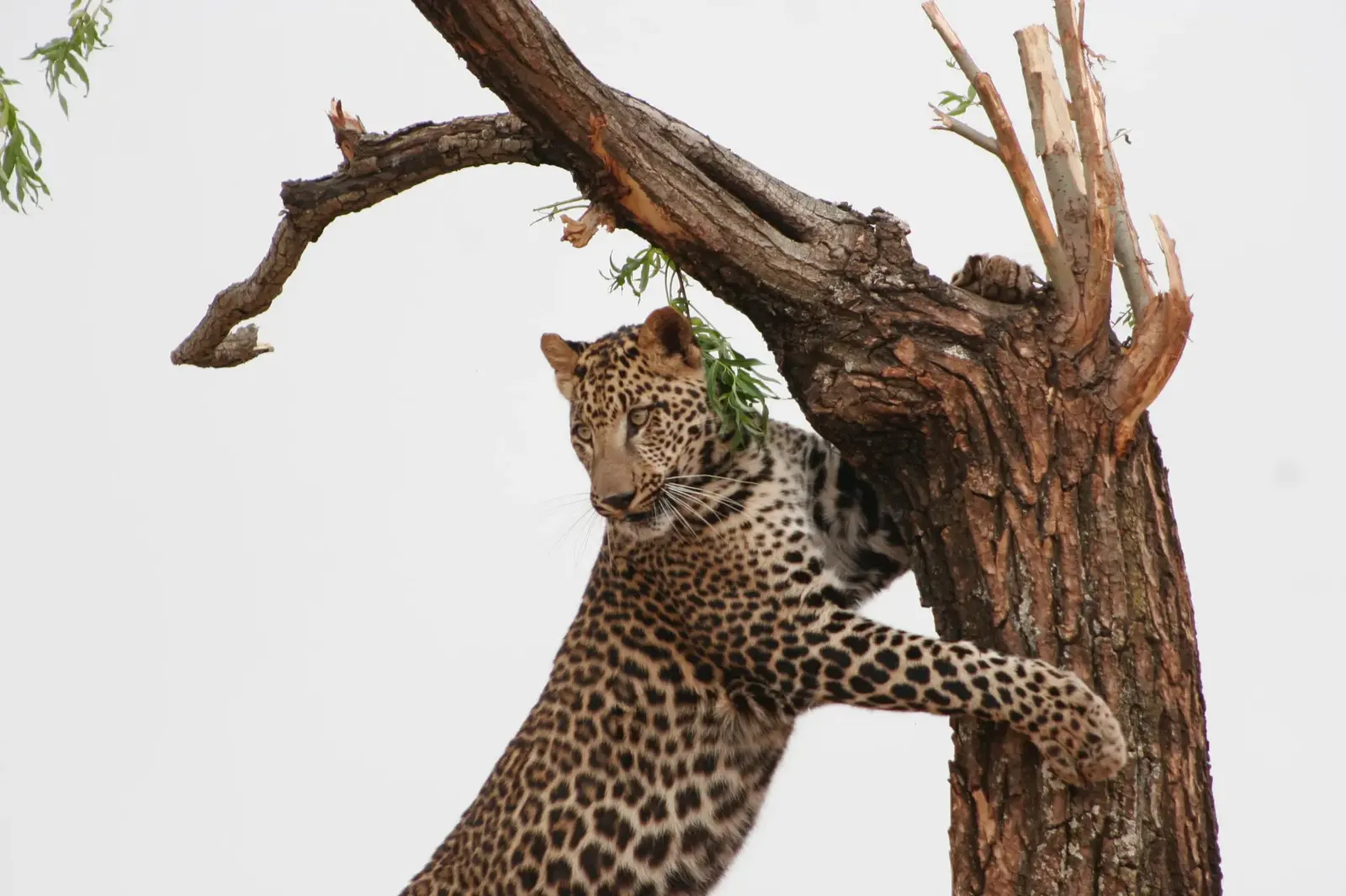 Sabi Sand Big Five Luxury Safari