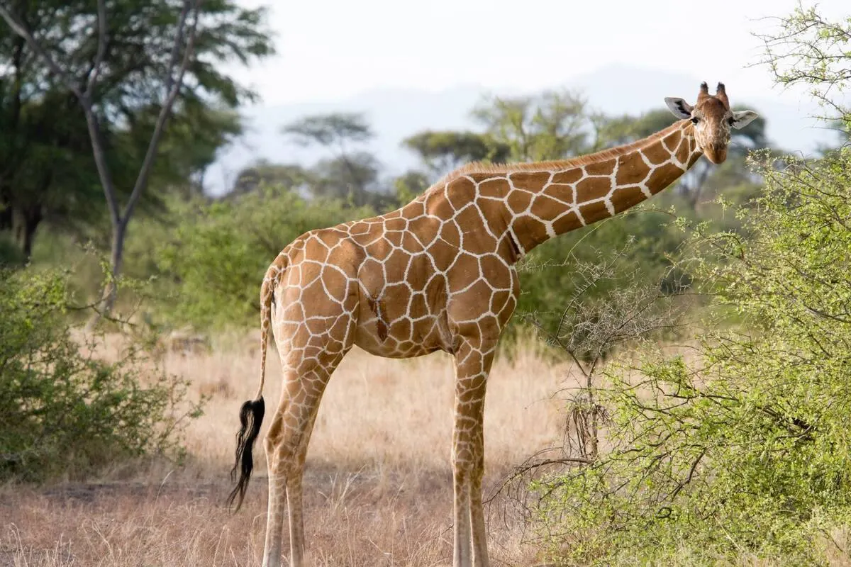 Samburu Northern Frontier Safari