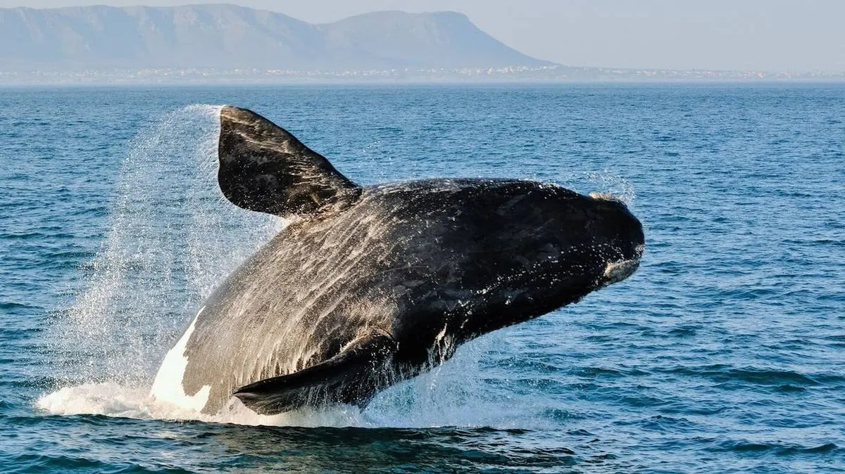 Whale Watching Hermanus & Cape Town 2026 — Season, Best Spots & Tour Options