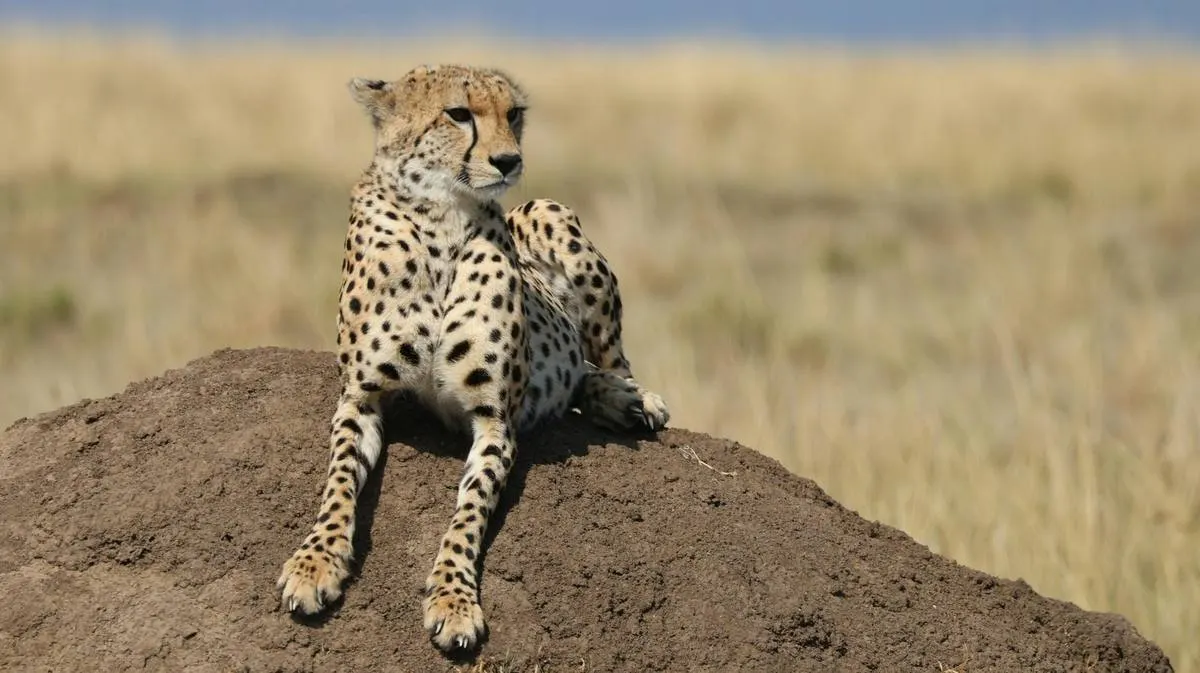 Cheetah
