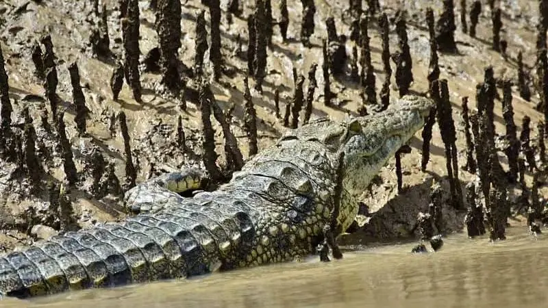 Nile Crocodile