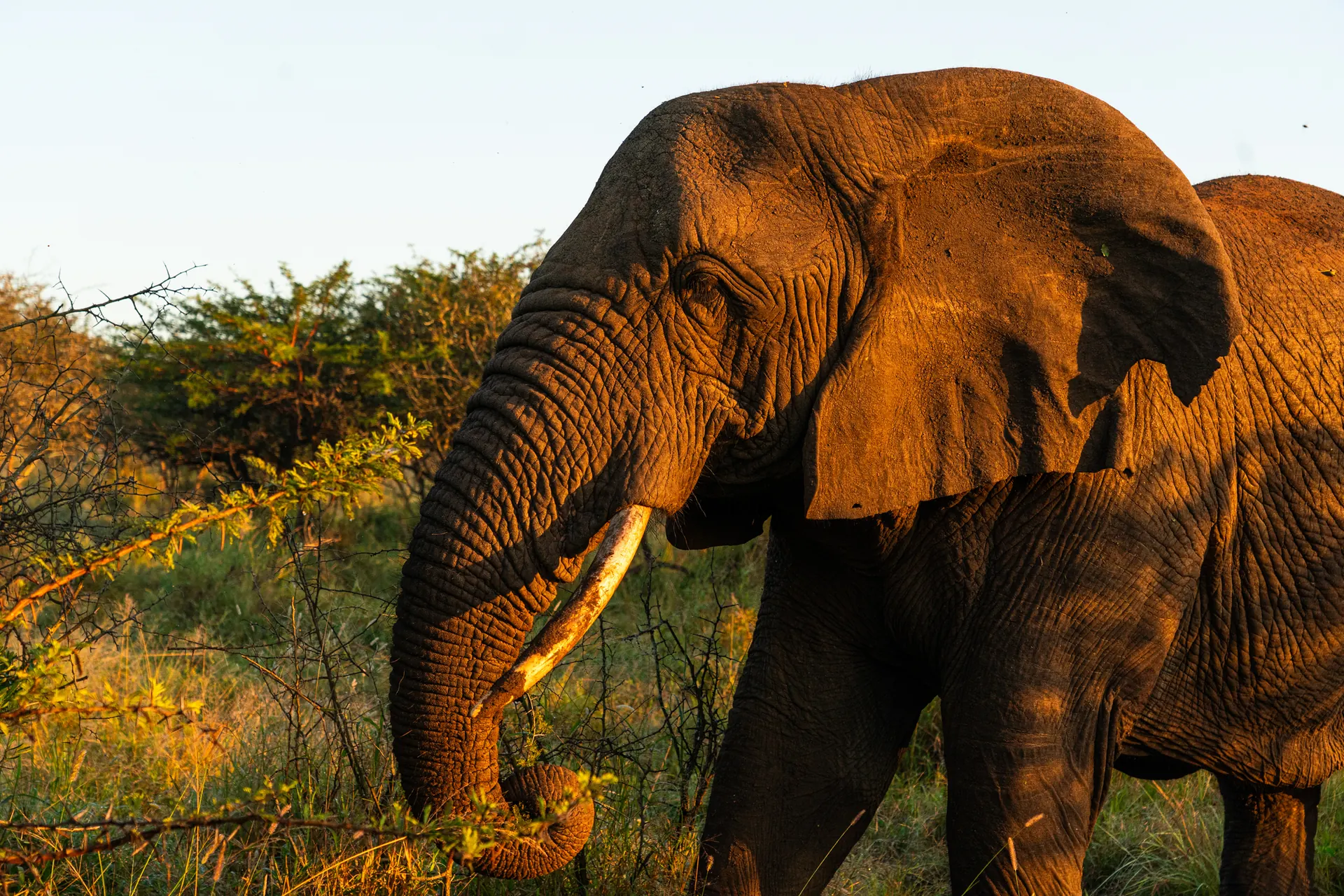 Elephant