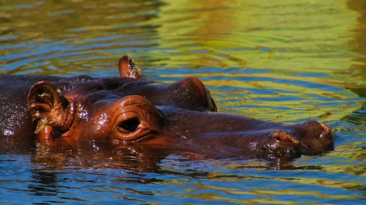 Hippo