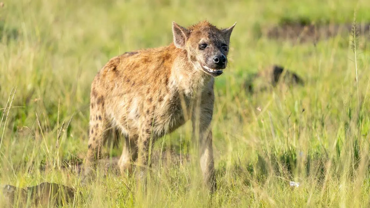 Brown Hyena