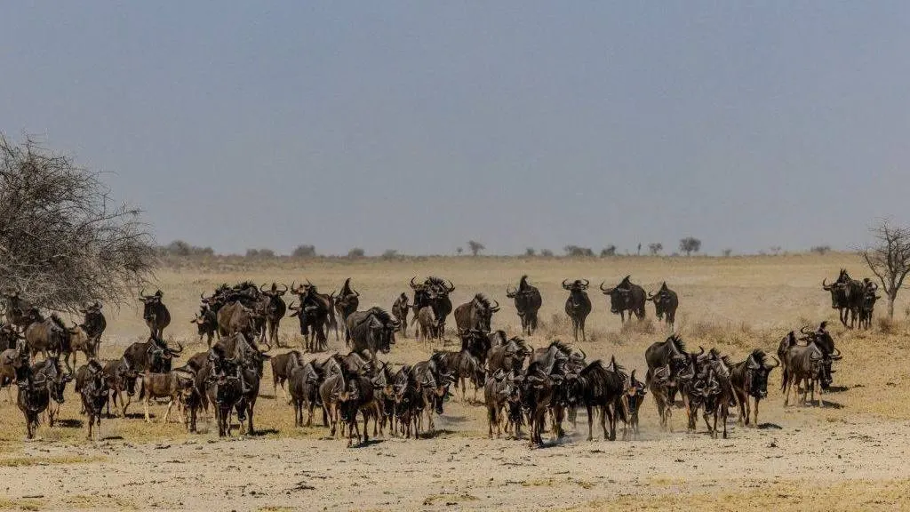 Wildebeest