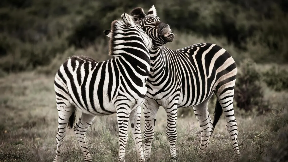Zebra